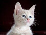 Lima Tips Merawat Kucing Untuk Pemula
