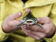 Empat Manfaat Mengonsumsi Ikan Lele