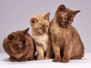 Tanda dan Penyebab Kucing Susah Buang Air Kecil