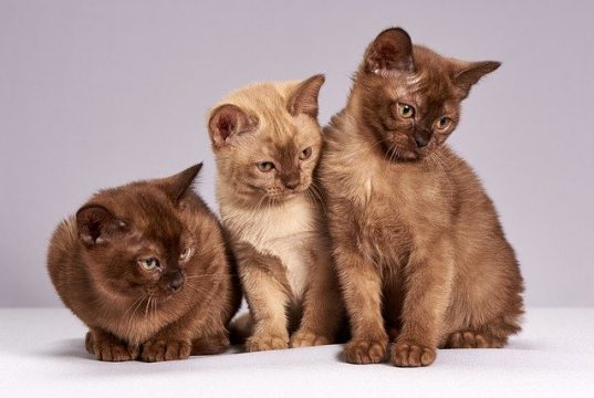 Tanda dan Penyebab Kucing Susah Buang Air Kecil