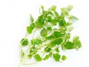 Sering Dianggap Rumput Biasa, Enam Manfaat Daun Sirih Cina untuk Kesehatan