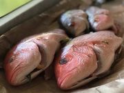 Manfaat Kandungan Gizi dari Mengonsumsi Ikan Kakap