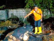 Kandang Terbakar, Tiga Ekor Sapi Mati Terpanggang di Tawangharjo Grobogan