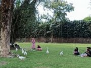 Taman Balekambang Solo Ditutup Hingga Desember 2023, Unggas dan Merak Dipindah