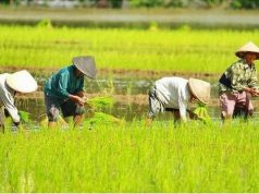 Pemkab Jepara Gelar Penyuluhan Pertanian untuk Tingkatkan SDM