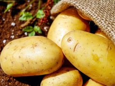 Jadi Makanan Pengganti Nasi, Kandungan Nutrisi dan Manfaat Kentang