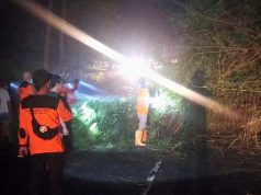Wonogiri-Ponorogo Terhalang Pohon, Ini yang Dilakukan BPBD Wonogiri