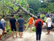 Wonogiri-Yogya Lewat Wuryantoro Macet, Terhalang Pohon Tumbang