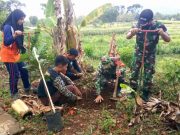 Di Wonogiri, Tentara Bersama Siswa Melakukan Penghijauan