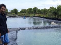 Setahun Terhenti, Petani Garam Siap Memproduksi Kembali