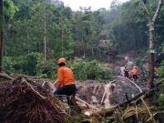 Tanah Longsor di Bukit Menoreh, 11 Kambing dan 17 Menthog Terkubur Hidup-hidup Dusun Kenalan