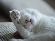 Tiga Risiko Penyakit Akibat Bulu Kucing
