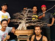 1000 Bonsai Akan Warnai Pameran Bonsai Bertaraf Nasional di Jepara
