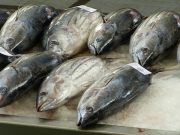 Menjaga Kesehatan Jantung Hingga Tulang, Empat Manfaat Mengonsumsi Ikan Tuna