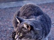 Sebabkan Keracunan, Lima Makanan Yang Tak Boleh Dikonsumsi Kucing