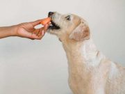 Tujuh Makanan Manusia yang Aman dan Bagus Untuk Anjing