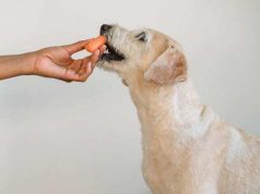Enam Tips Merawat Kesehatan Anjing yang Dapat Dilakukan di Rumah