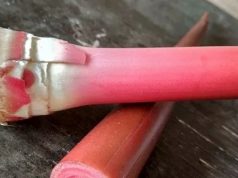 Selain Menjaga Kadar Gula Darah Tetap Stabil, Empat Manfaat Kecombrang Bagi Kesehatan