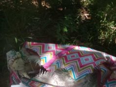 Mayat Perempuan Ditemukan di Kebun, Diduga Korban Pembunuhan,