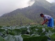 Panen Raya, Harga Sayuran di Tingkat Petani Anjlok panen raya