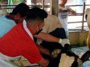 Penyakit Mulut dan Kuku di Grobogan Tinggal 15 Kasus, 4 Kecamatan Masih Zona Merah