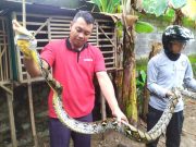 Damkar Wonogiri Tangkap Dua Ular di Baturetno dan Selogiri