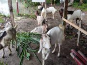 Warga Karanggedang Temukan 9 Ekor Kambing di Tepi Jalan