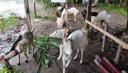 Warga Karanggedang Temukan 9 Ekor Kambing di Tepi Jalan