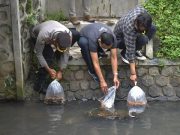 Artos Mall dan PWI Tebar 11 Ribu Benih Ikan di Kali Bening