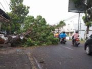 Angin Puting Beliung Terjang Kudus, Belasan Pohon Tumbang