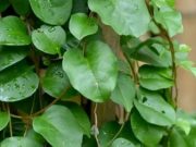 Selain Menyembuhkan Luka Bakar, Simak 10 Manfaat Daun Binahong