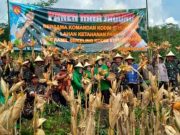 Dandim Panen Raya Lahan Jagung Ketahanan Pangan, Petani : Pupuk Sulit Petani Menjerit