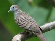 Mitos Mitos Burung Perkutut Yang Seringkali Di Percaya Oleh Masyarakat Jawa