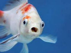 Ingin Kaya Raya dan Bergelimang Harta di Tahun 2023, Kata Feng Shui Buruan Pelihara 5 Ikan Pembawa Hoki