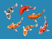 Pengundang Harta dan Kekayaan, Ini 5 Jenis Ikan yang Salah Hanya Dipelihara Raja