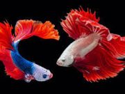 Magnet Rezeki dan Keberuntungan, Pelihara Segera 5 Ikan Hias Ini
