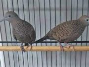 Mitos Katuranggan Perkutut Yang Seringkali Dibicarakan Di Masyarakat Jawa, berikut Ini Mitos-mitos Burung Tersebut