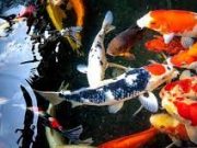 Percaya Atau Tidak, Binatang yang Melambangkan Hoki dan Keberuntungan Menurut Feng Shui. no. 2 dan 3 Lazim Ditemukan