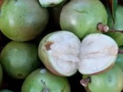 Buah Langka Kaya Manfaat, Lima Manfaat Buah Kenitu Bagi Kesehatan