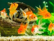 Penangkal santet, teluh dan tuyul 5 jenis ikan pembawa keberuntungan dan energi positif