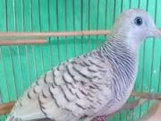 Mengenal Lebih Dekat Burung Sri Mangempel, Perkutut Bertuah penarik Rezeki. Dimudahkan Rezeki Bagi Pemiliknya