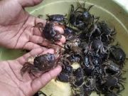 Tak Perlu Mantra Penangkal Tuyul, Cara Mudah Agar Uang Aman. Mudah Tak Perlu Repot. Dijamin Seratus Persen Berhasil!