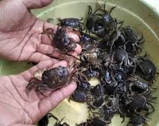Tak Perlu Mantra Penangkal Tuyul, Cara Mudah Agar Uang Aman. Mudah Tak Perlu Repot. Dijamin Seratus Persen Berhasil!