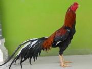 Hobi Ayam Aduan, Tips Ayam Selalu Fit