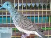 Sri Mangempel, Perkutut yang Banyak Diburu Oleh Para Perkutut Mania. Langka di Alam, Simak Penjelasan tentang Mitos-mitos Burung Tersebut