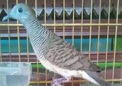 Sri Mangempel, Perkutut yang Banyak Diburu Oleh Para Perkutut Mania. Langka di Alam, Simak Penjelasan tentang Mitos-mitos Burung Tersebut
