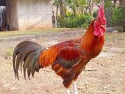 Poin Penting Melatih Ayam Aduan