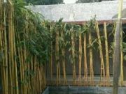 Percaya Tidak Percaya, Tanaman Ini Disebut Lindungi Rumah dari Hal Gaib, Apa Saja?