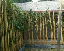 Percaya Tidak Percaya, Tanaman Ini Disebut Lindungi Rumah dari Hal Gaib, Apa Saja?