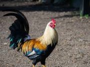 Ayam Juara Latihannya Ternyata Seperti Ini…
